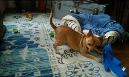 Chevy (Chihuahua/Jack Russell)