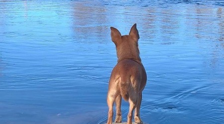 Chevy (Chihuahua/Jack Russell)
