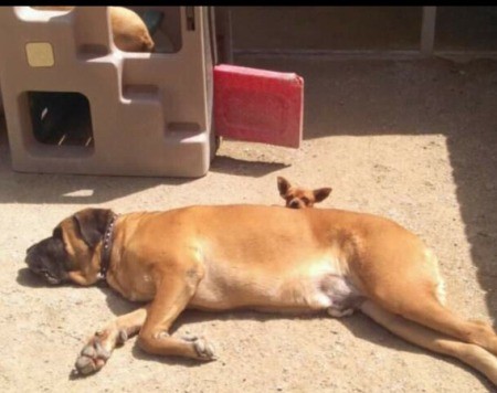 Chevy (Chihuahua/Jack Russell)