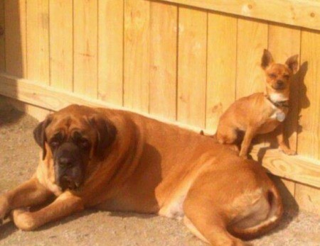 Chevy (Chihuahua/Jack Russell)