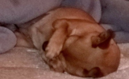 Chevy (Chihuahua/Jack Russell)