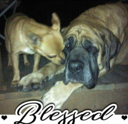 Chevy (Chihuahua/Jack Russell)