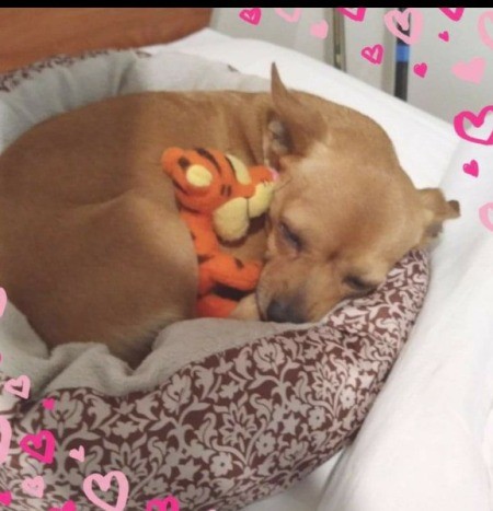 Chevy (Chihuahua/Jack Russell)