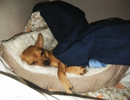 Chevy (Chihuahua/Jack Russell)