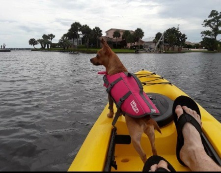Chevy (Chihuahua/Jack Russell)