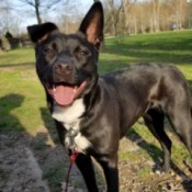 What Breed Is My Dog? - black dog with white on chest