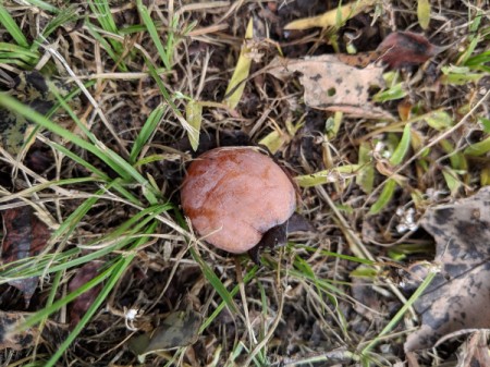 Are the Galls on Oak Trees Poisonous to Dogs? - gall in the grass