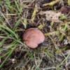 Are the Galls on Oak Trees Poisonous to Dogs? - gall in the grass