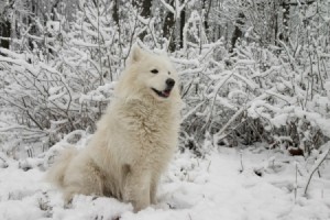 Breed Information:
American Eskimo Dog - white dog in the snow