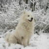 Breed Information:
American Eskimo Dog - white dog in the snow