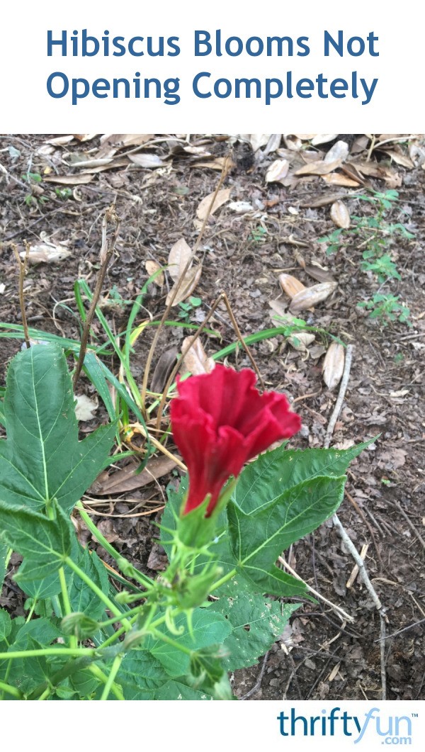 Hibiscus Blooms Not Opening Completely? ThriftyFun