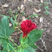 Hibiscus Blooms Not Opening Completely