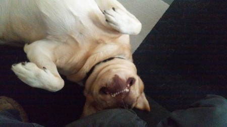 River (Labrador) - upside down yellow Lab