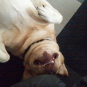 River (Labrador) - upside down yellow Lab