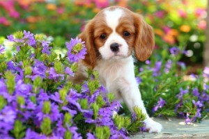 Puppy in a flower bed.