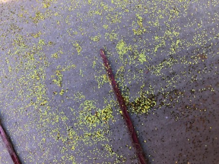 Sun Goddess Headdress - use the glue to collect up the excess glitter