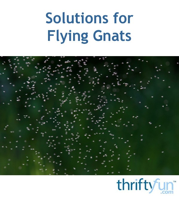 Solutions for Flying Gnats ThriftyFun