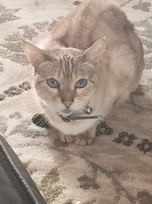 What Breed Is My Cat? blue eyed tan tabby coated cat