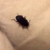 Identifying a Bug - small dark colored bug