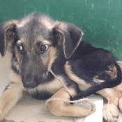 Caring for a Puppy Recovering from Parvo - black and tan puppy