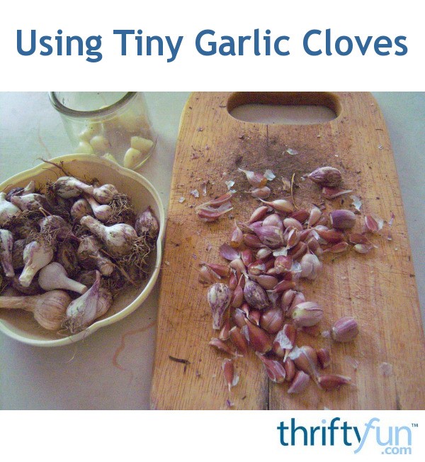 Using Tiny Garlic Cloves ThriftyFun