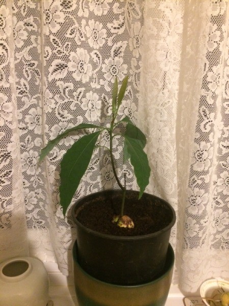 Avocado Growing at an Angle After Pruning - side shoot