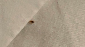 Bed Bug Identification
