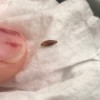 Identifying a Small Brown Bug - long oval bug