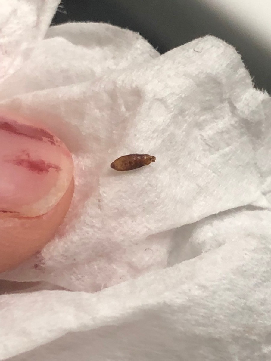 Идентификация маленького коричневого жука? | ThriftyFun