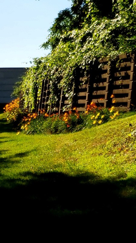Cascade of Vines - vines cascading over a retaining wall with orange and yellow flowers below