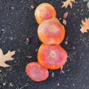 Parking Lot Fungi - four bright orange mushrooms