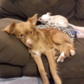 What Breed Is My Dog? - tan puppy with feathers on back of legs and fuzzy tail with smaller dog in the background