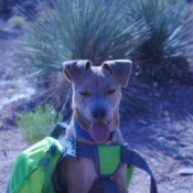 Beauregard (Terrier Mix) - dog wearing pack