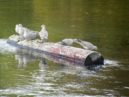 Doves in a Log Rolling Competition - doves sitting on a log in the river