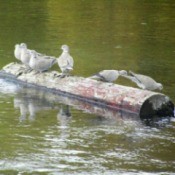 Doves in a Log Rolling Competition - doves sitting on a log in the river