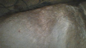 Treating a Skin Rash on a English Mastiff  - small bumps