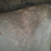 Treating a Skin Rash on a English Mastiff  - small bumps