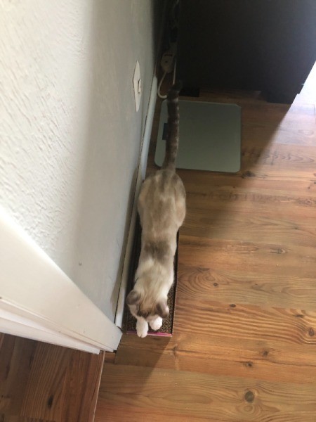 What Breed Is My Kitten?