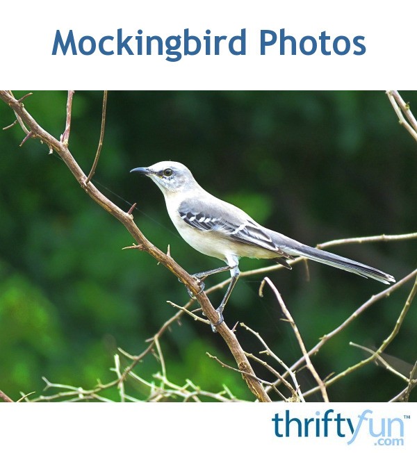 Mockingbird Photos | ThriftyFun