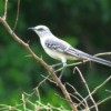 Mockingbird Photos - bird on leafless branch