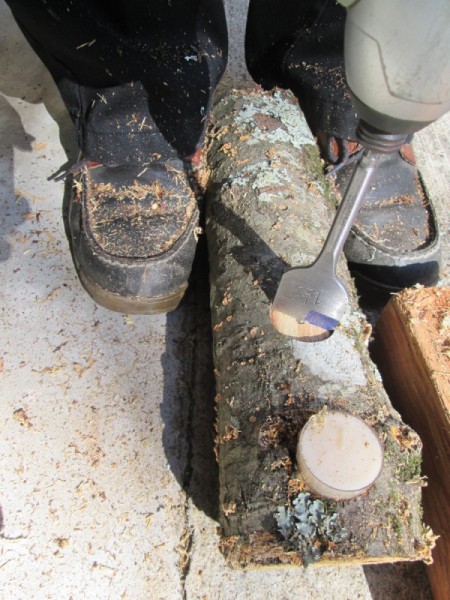 Firewood or Broken Tree Branch Tea Light Holder - tree branch being drilled