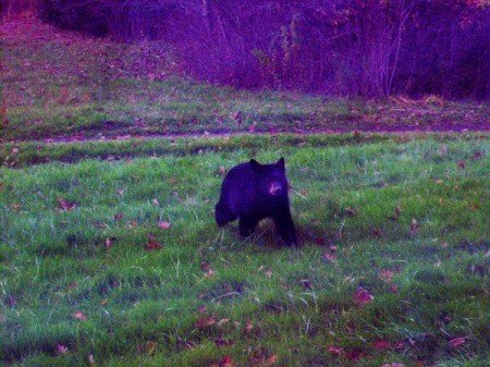 A bear in a grassy field.