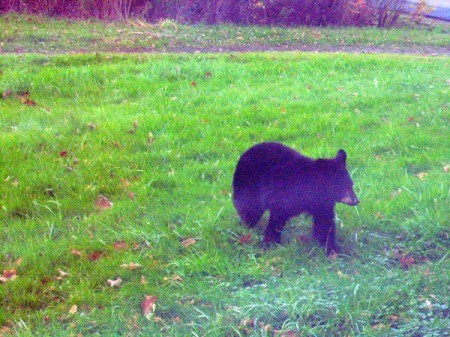 Yearling Bear Sightings - young black bear in the grass
