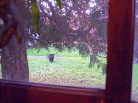 A window showing a bear outside.