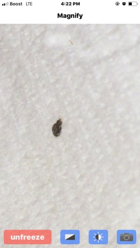 Identifying a Tiny Brown Bug