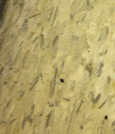 Identifying a Tiny Brown Bug