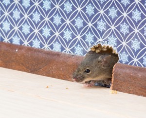 A mouse getting through a hole in a wall.