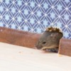 A mouse getting through a hole in a wall.
