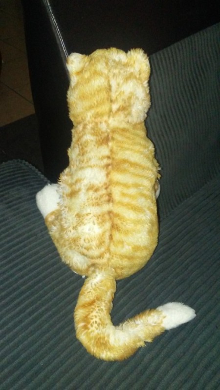 Identifying a Stuffed Kitty