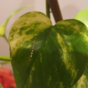 Insects Tearing Pothos Leaves - row of holes in leaf